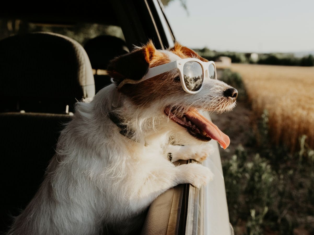 AdobeStock_442384410